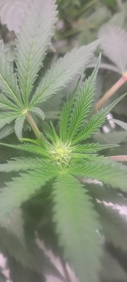 Cloning around? — flower, day 64