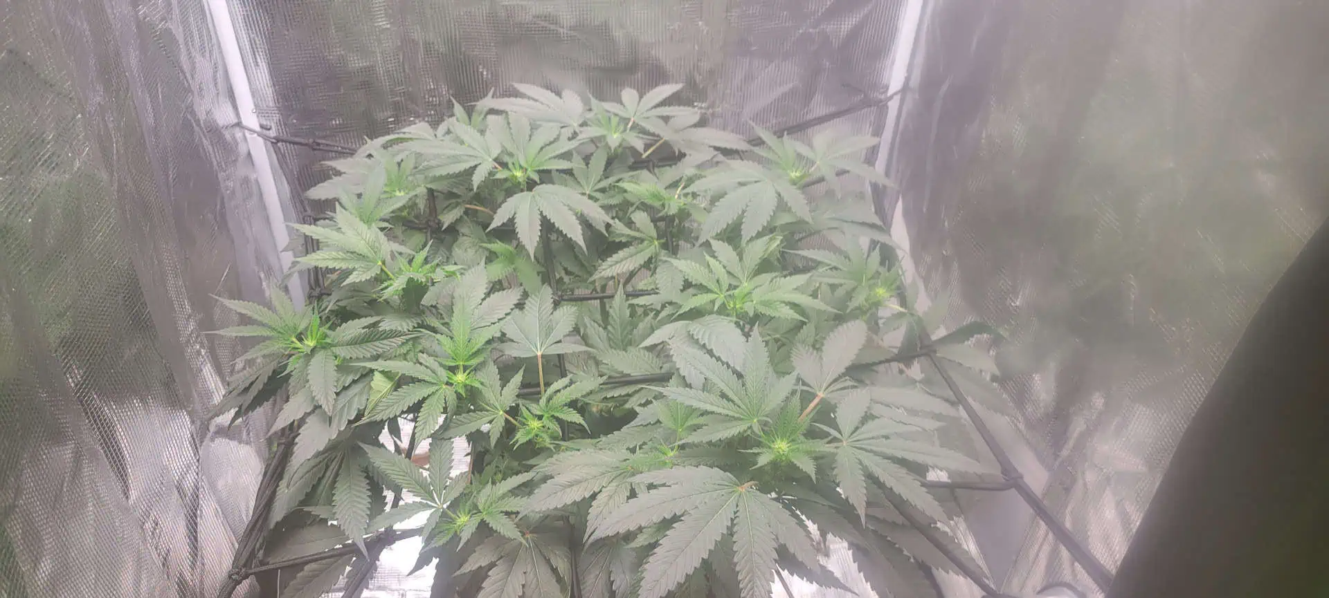 Cloning around? — flower, day 64