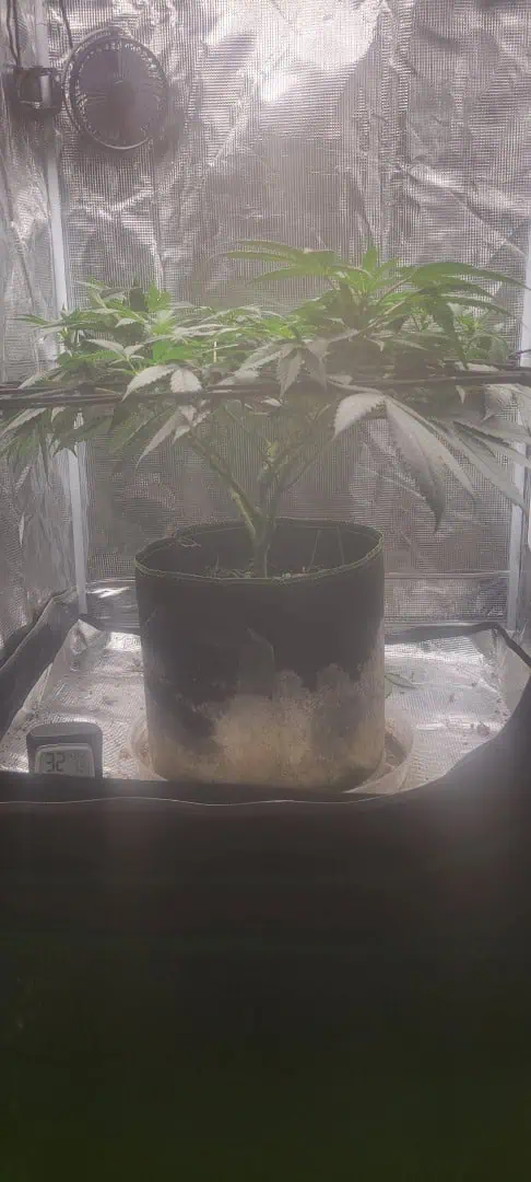 Cloning around? — flower, day 64