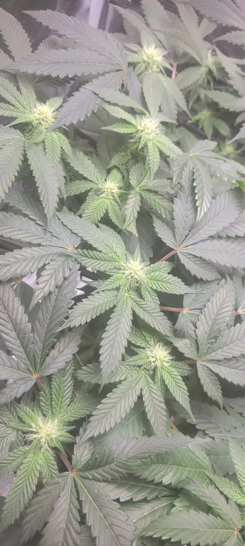 Cloning around? — flower, day 71