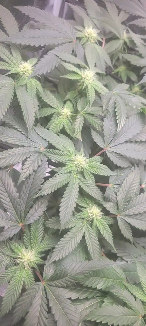 Cloning around? — flower, day 71