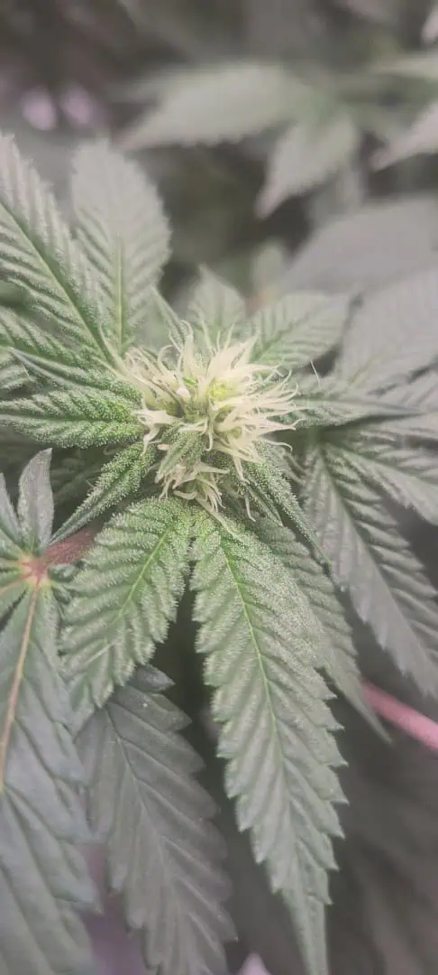 Cloning around? — flower, day 71