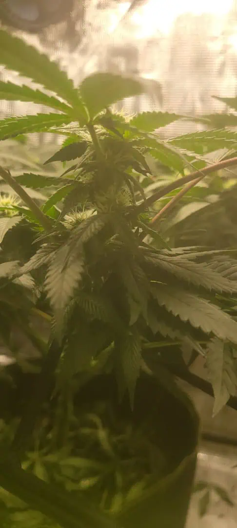 Cloning around? — flower, day 71