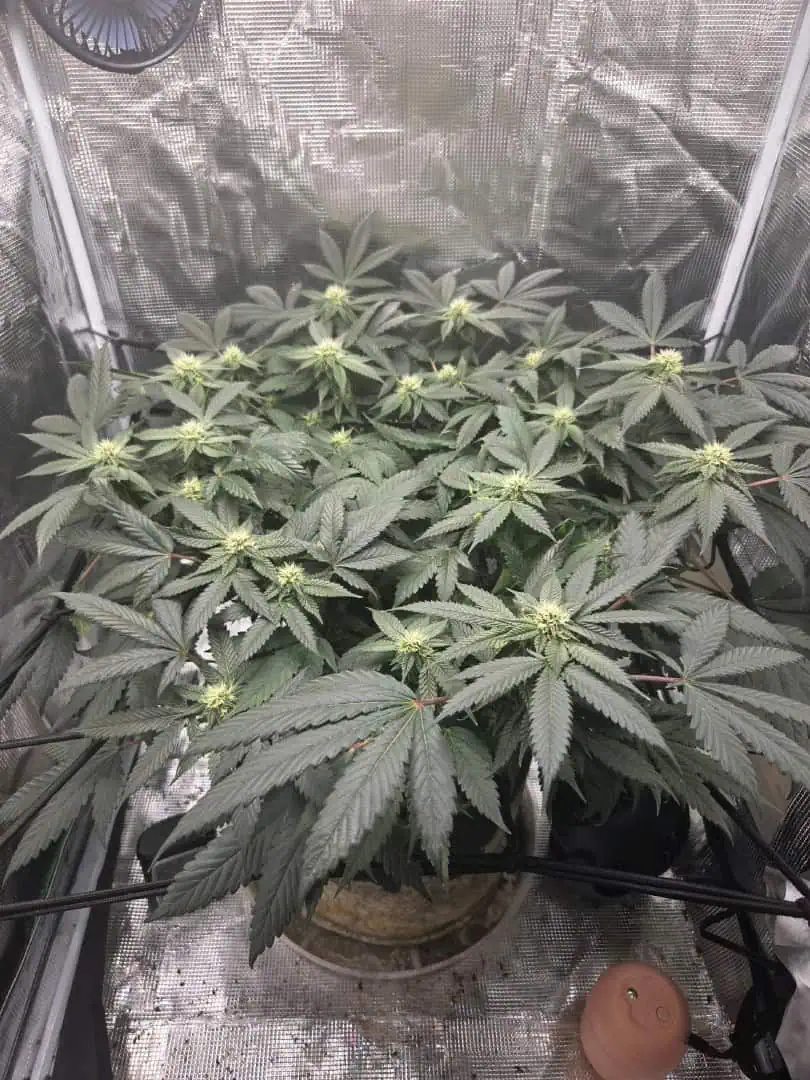Cloning around? — flower, day 75