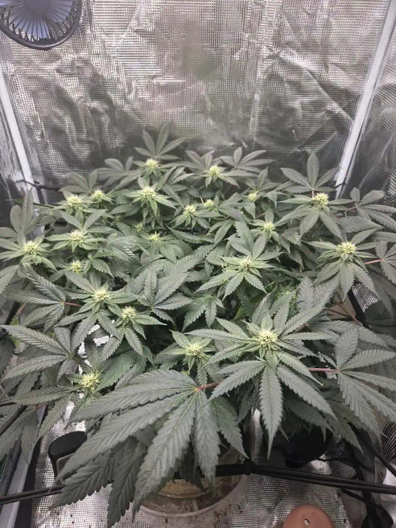 Cloning around? — flower, day 75