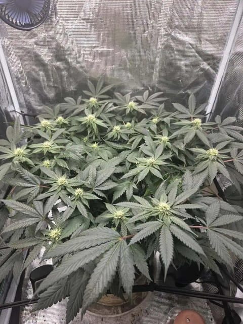 Cloning around? — flower, day 75