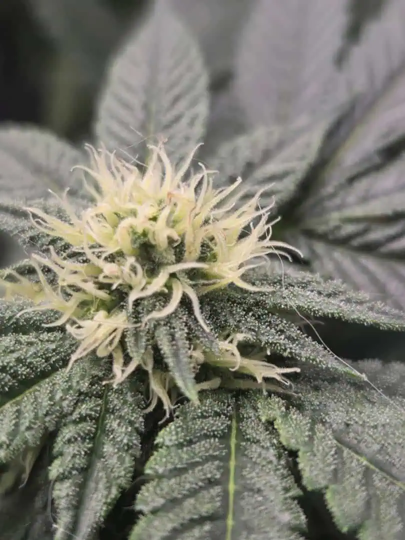 Cloning around? — flower, day 75