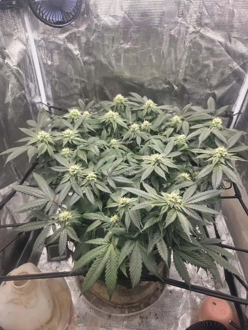 Cloning around? — flower, day 79