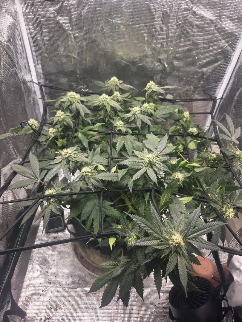 Cloning around? — flower, day 79