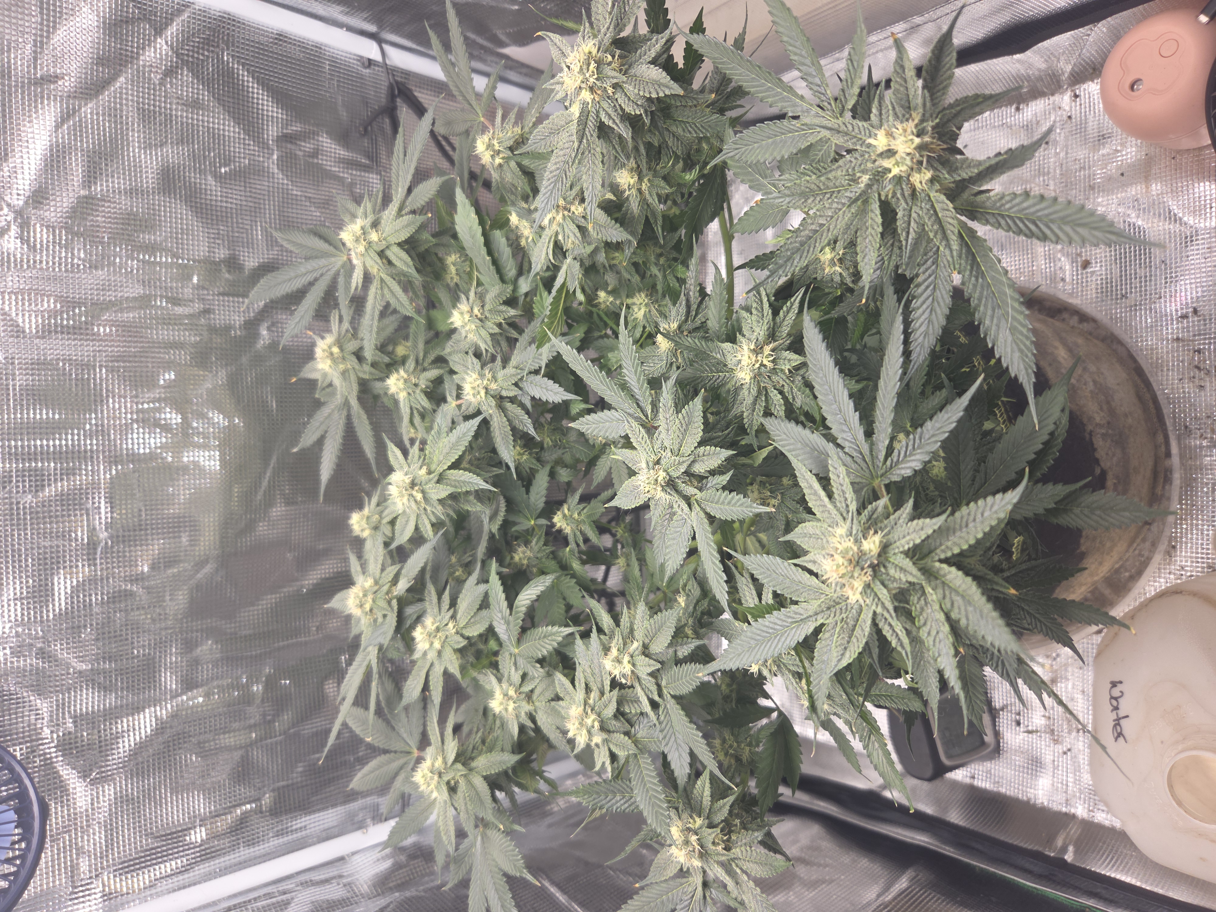 Cloning around? — flower, day 84