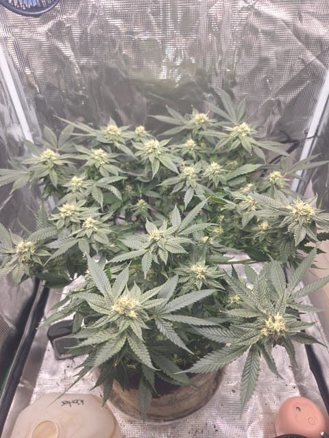 Cloning around? — flower, day 84