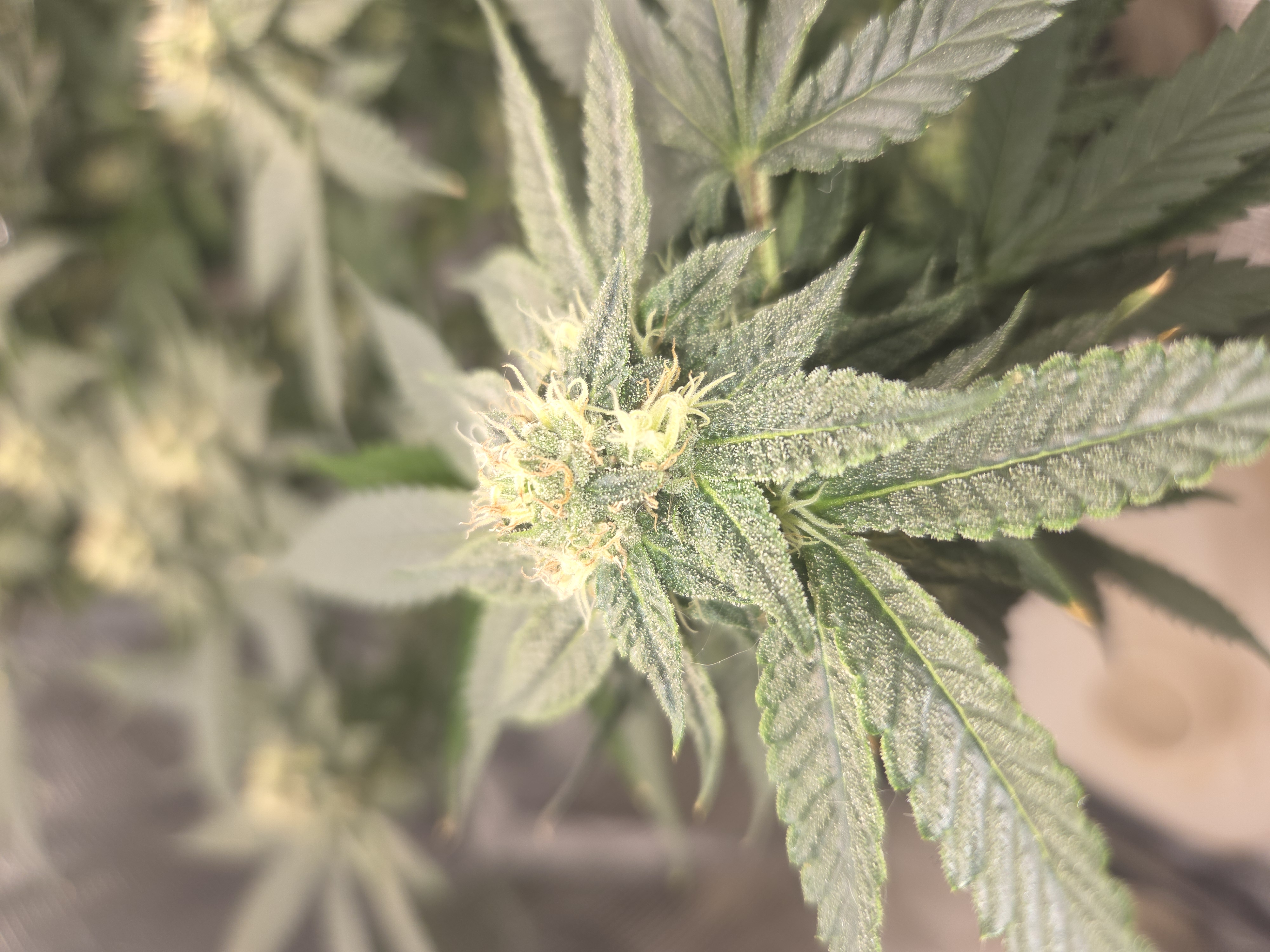 Cloning around? — flower, day 84
