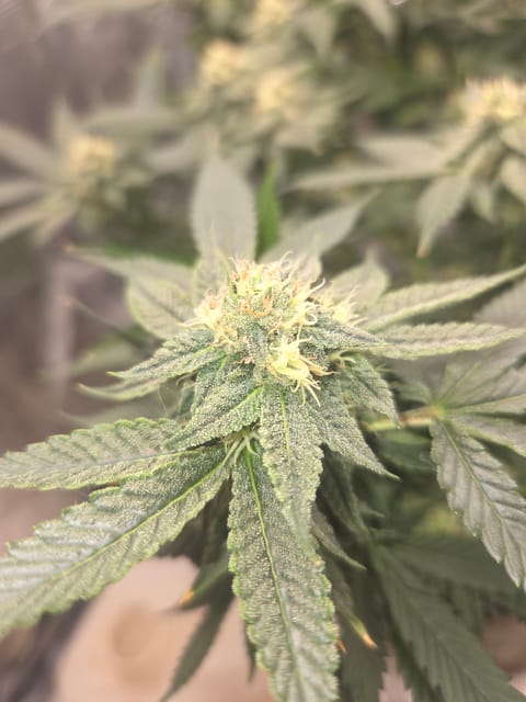 Cloning around? — flower, day 84