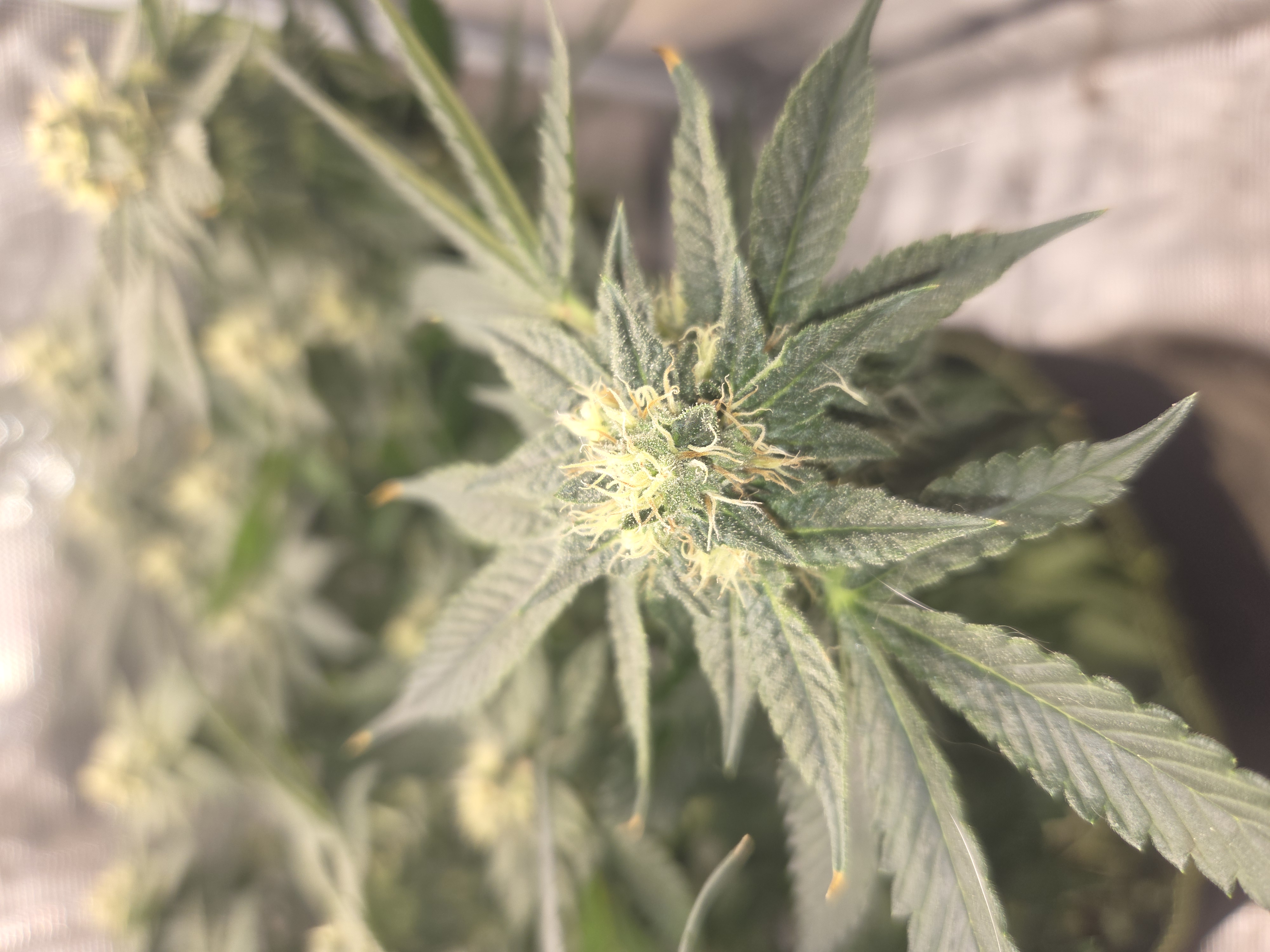 Cloning around? — flower, day 84