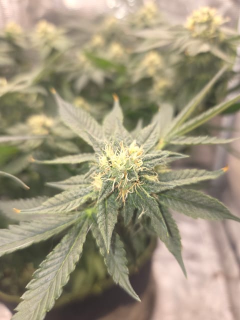 Cloning around? — flower, day 84