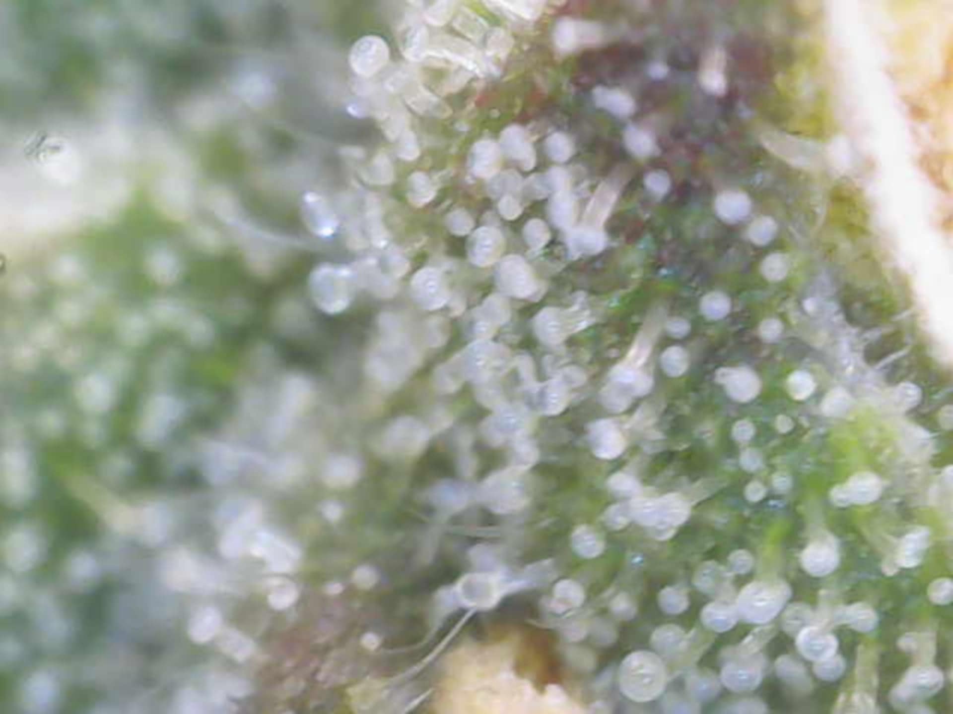 Cloning around? — flower, day 87