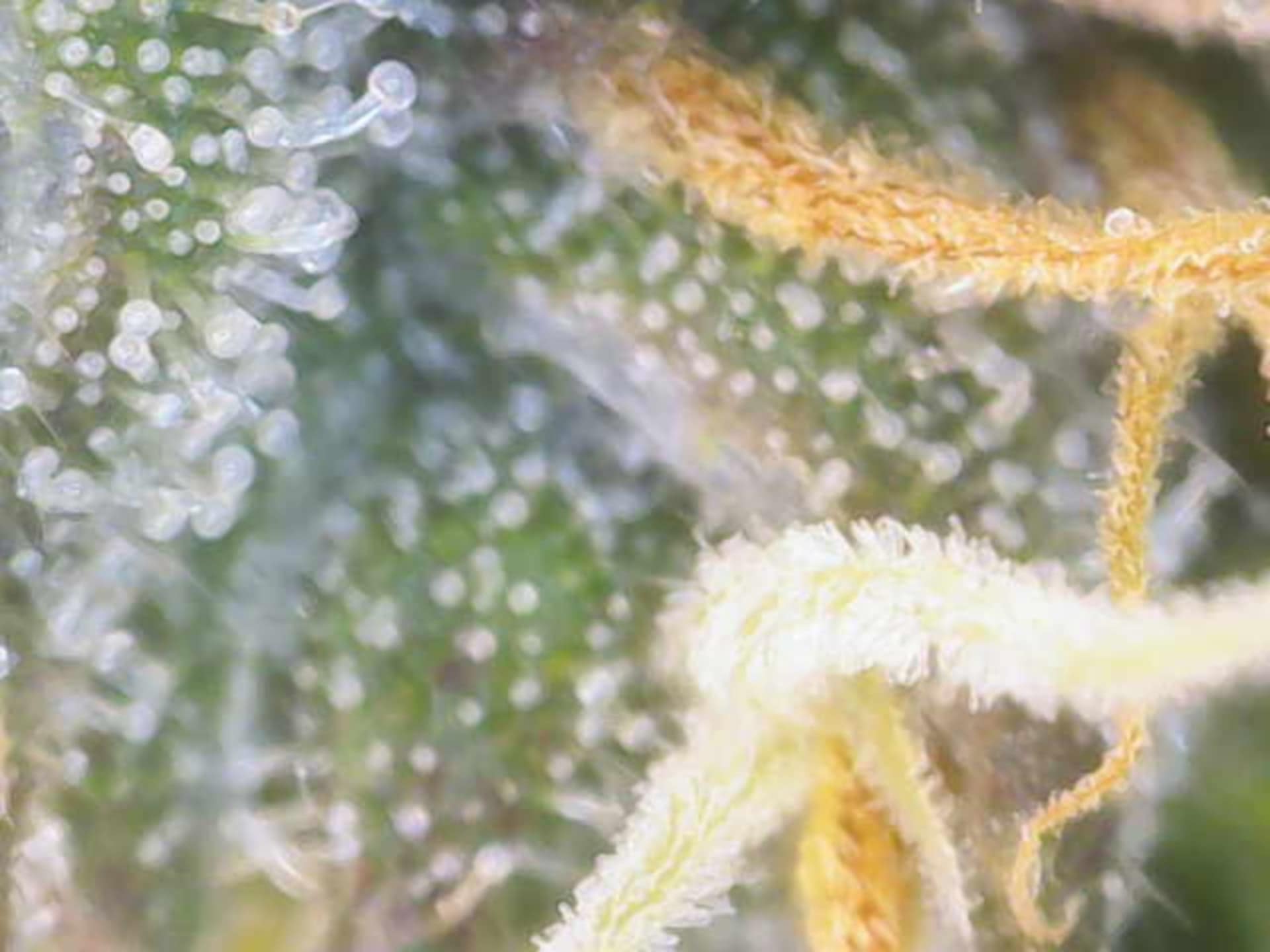 Cloning around? — flower, day 87