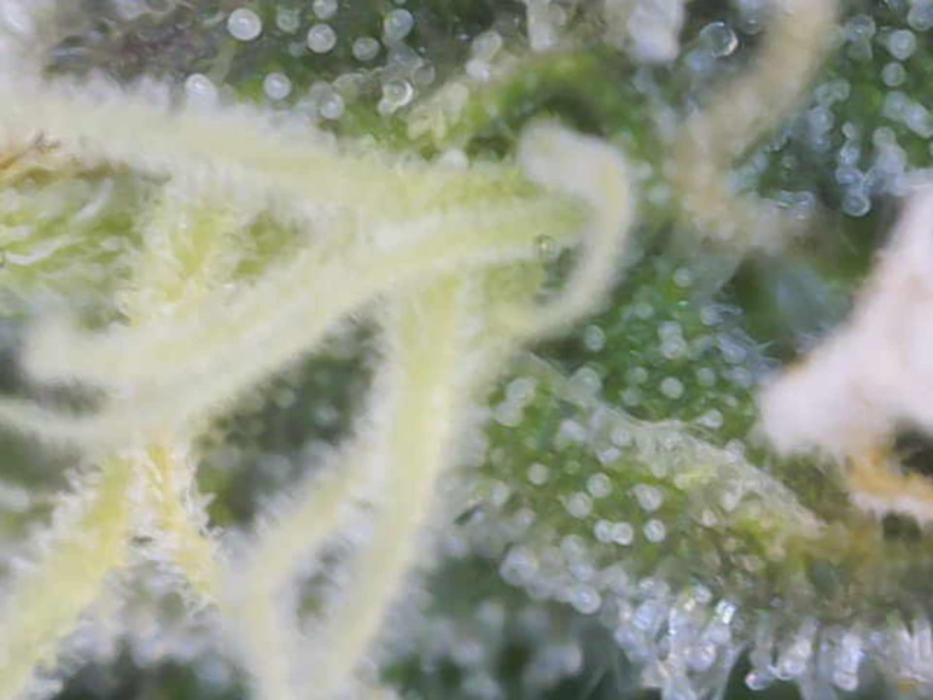 Cloning around? — flower, day 87