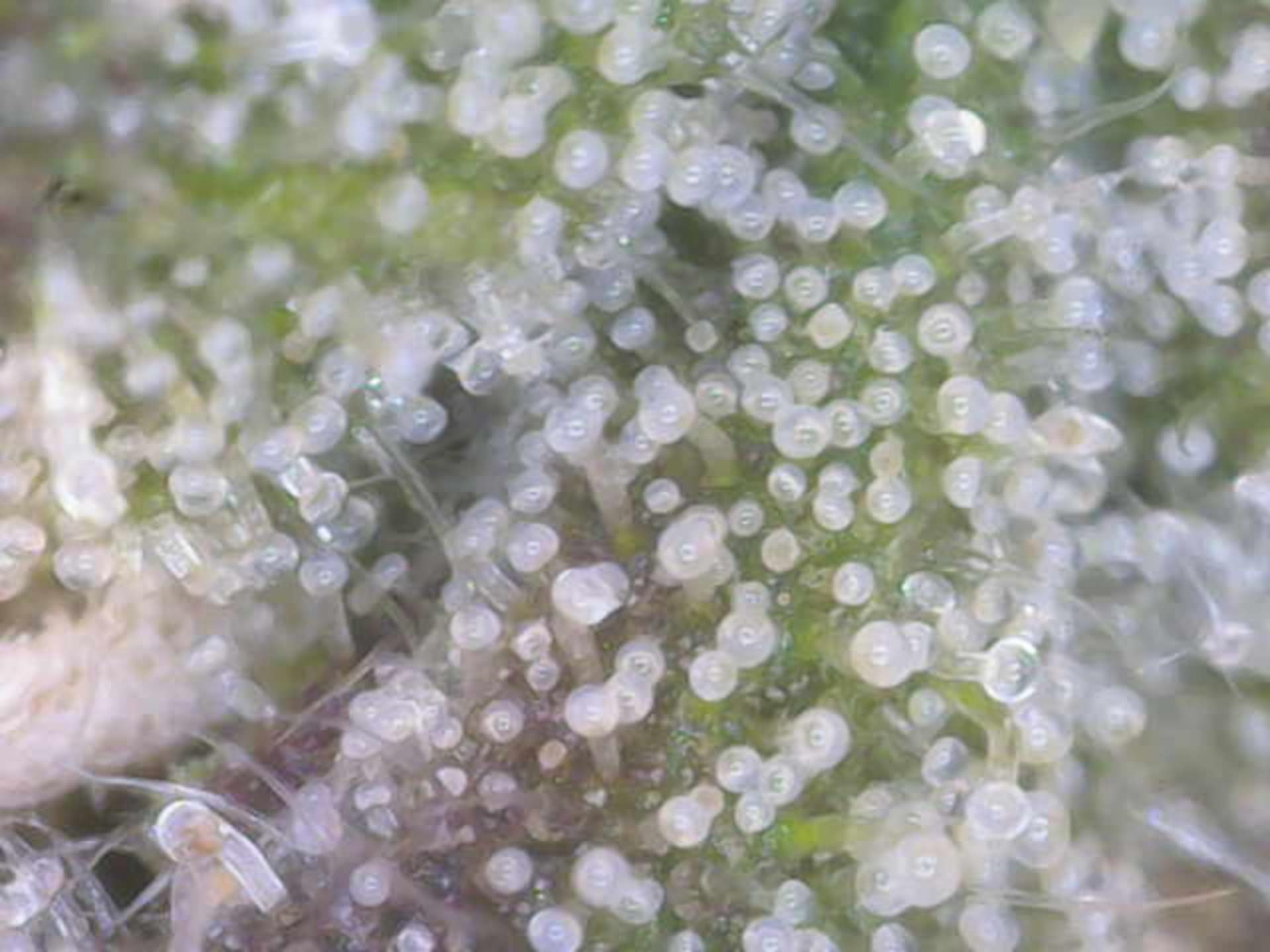 Cloning around? — flower, day 90