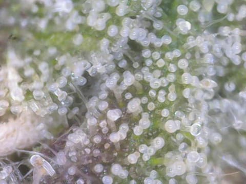 Cloning around? — flower, day 90