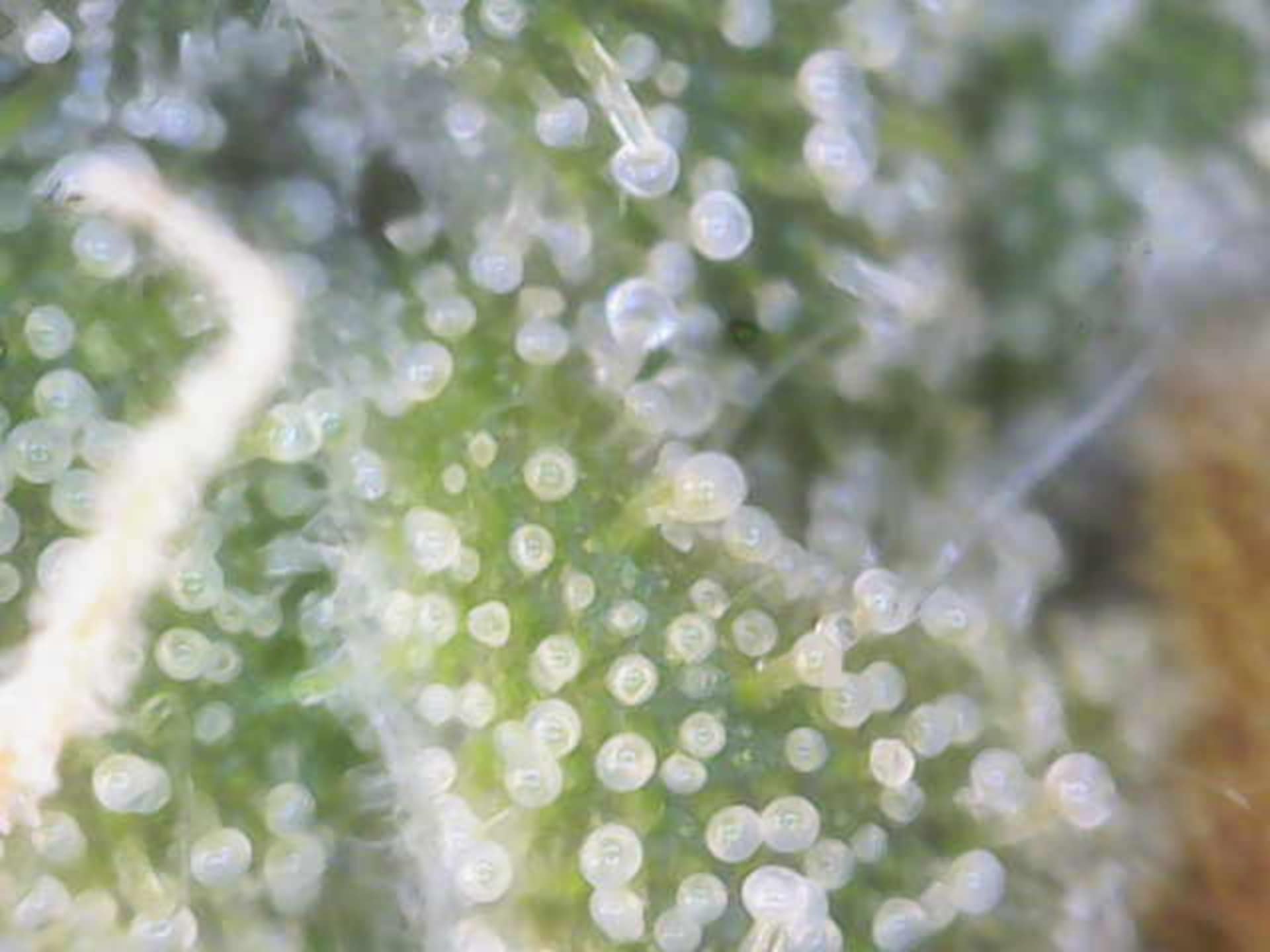 Cloning around? — flower, day 90