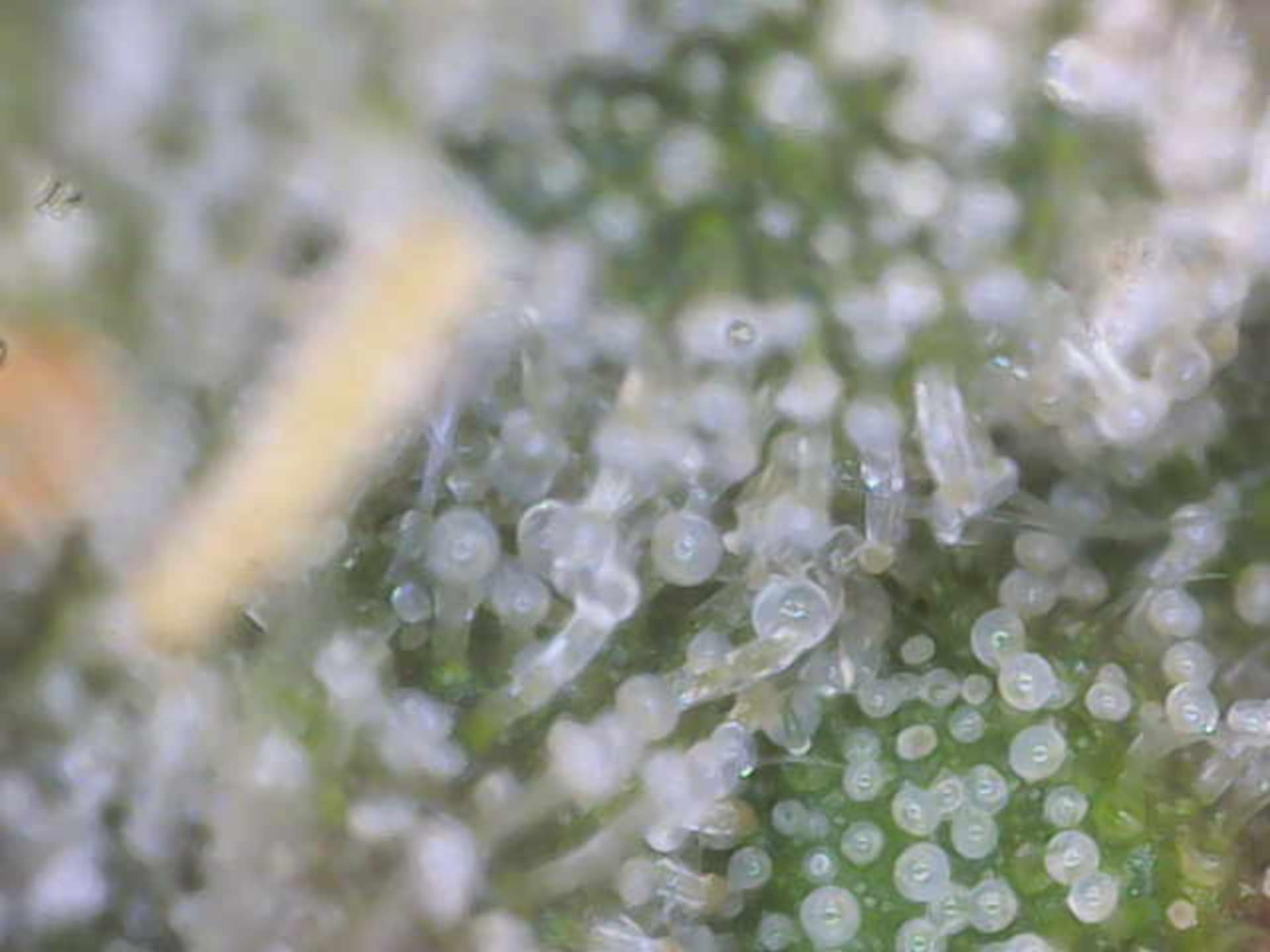 Cloning around? — flower, day 90