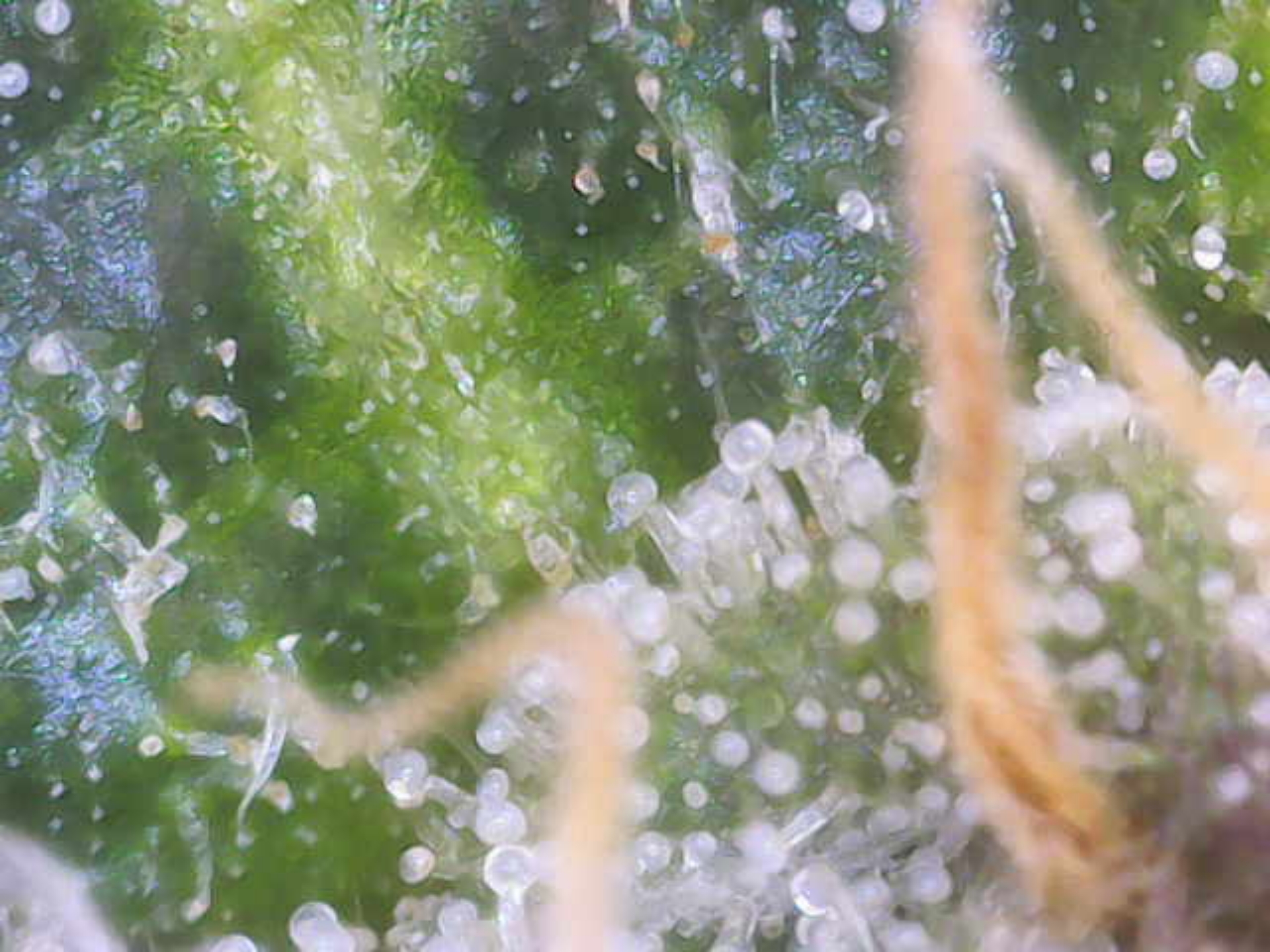 Cloning around? — flower, day 92