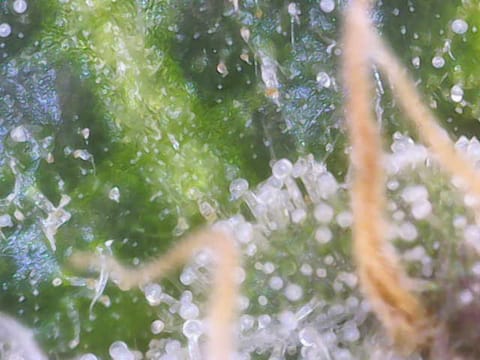 Cloning around? — flower, day 92