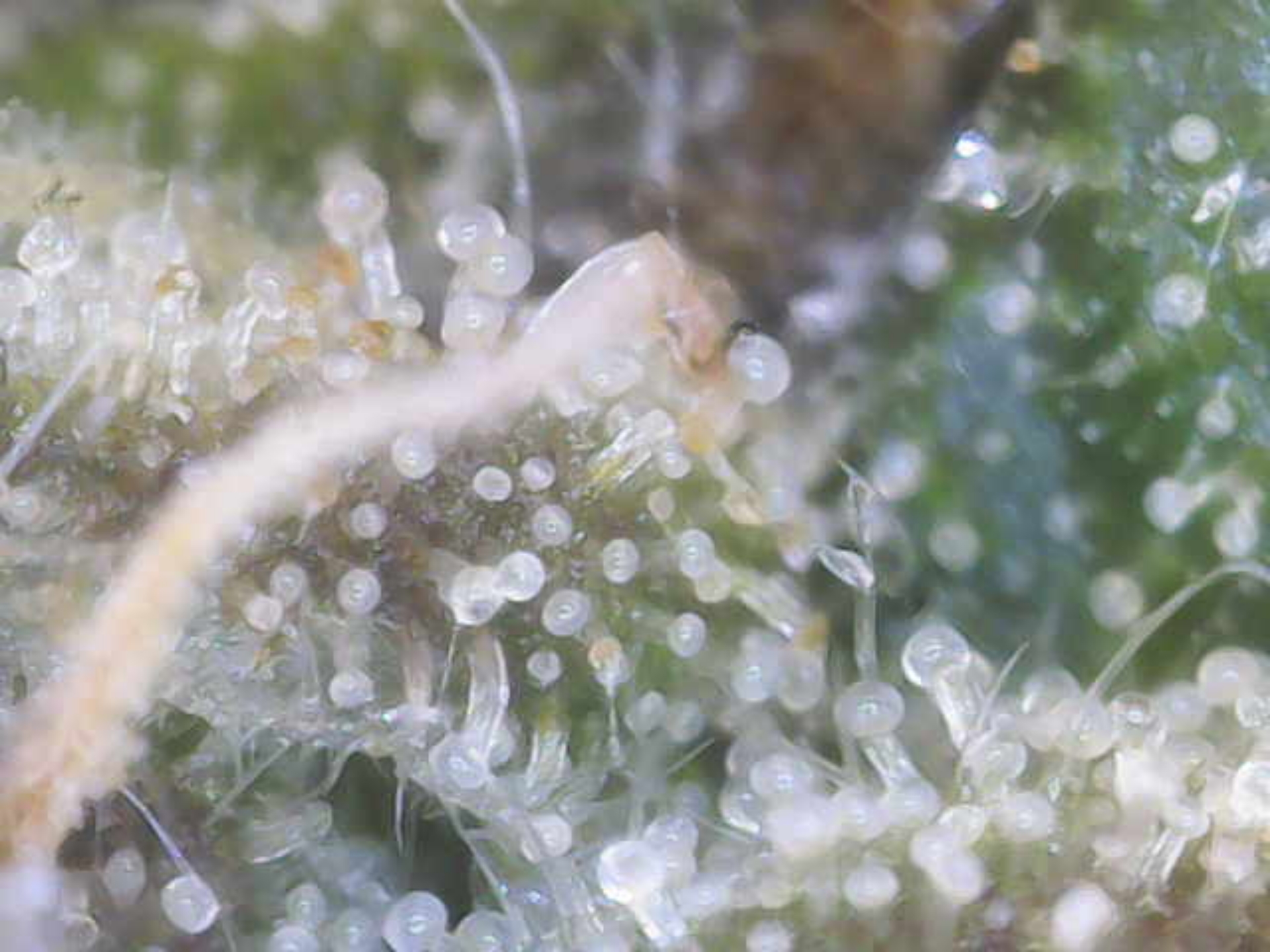 Cloning around? — flower, day 92