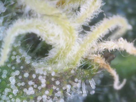 Cloning around? — flower, day 92