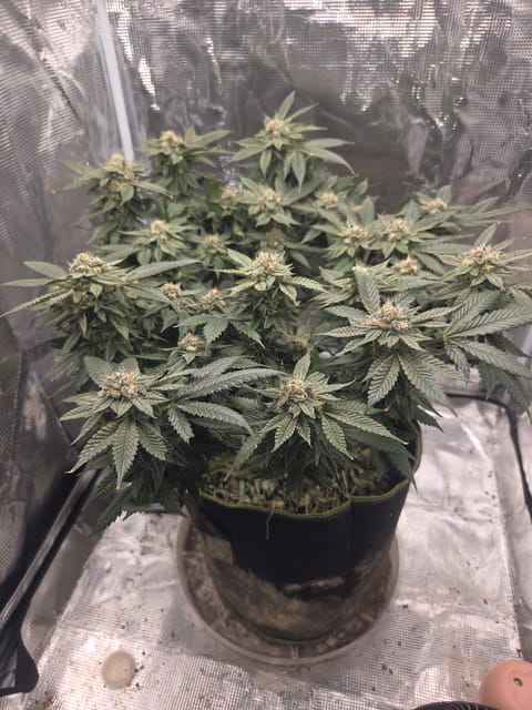 Cloning around? — flower, day 93