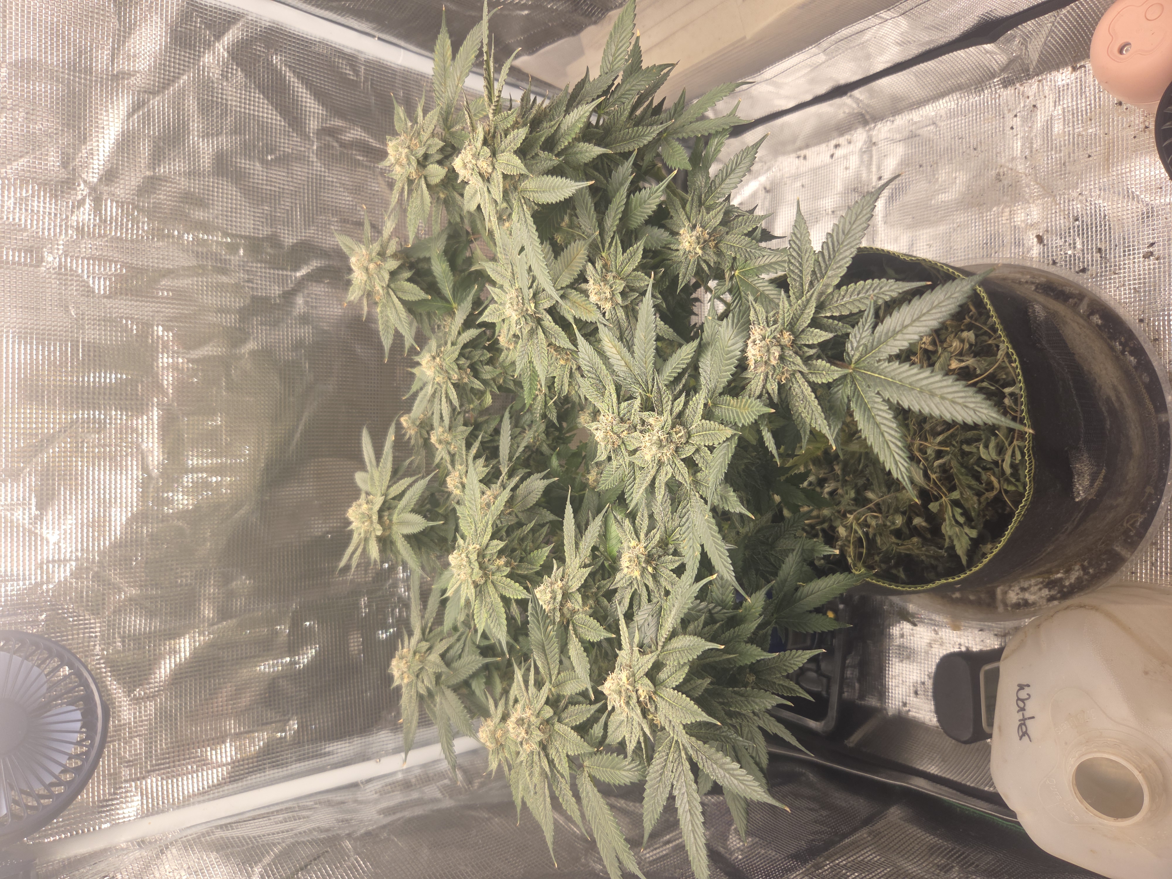 Cloning around? — flower, day 95