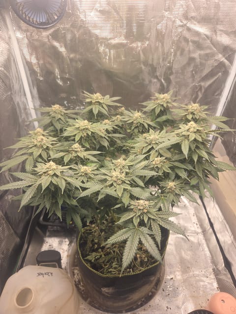 Cloning around? — flower, day 95