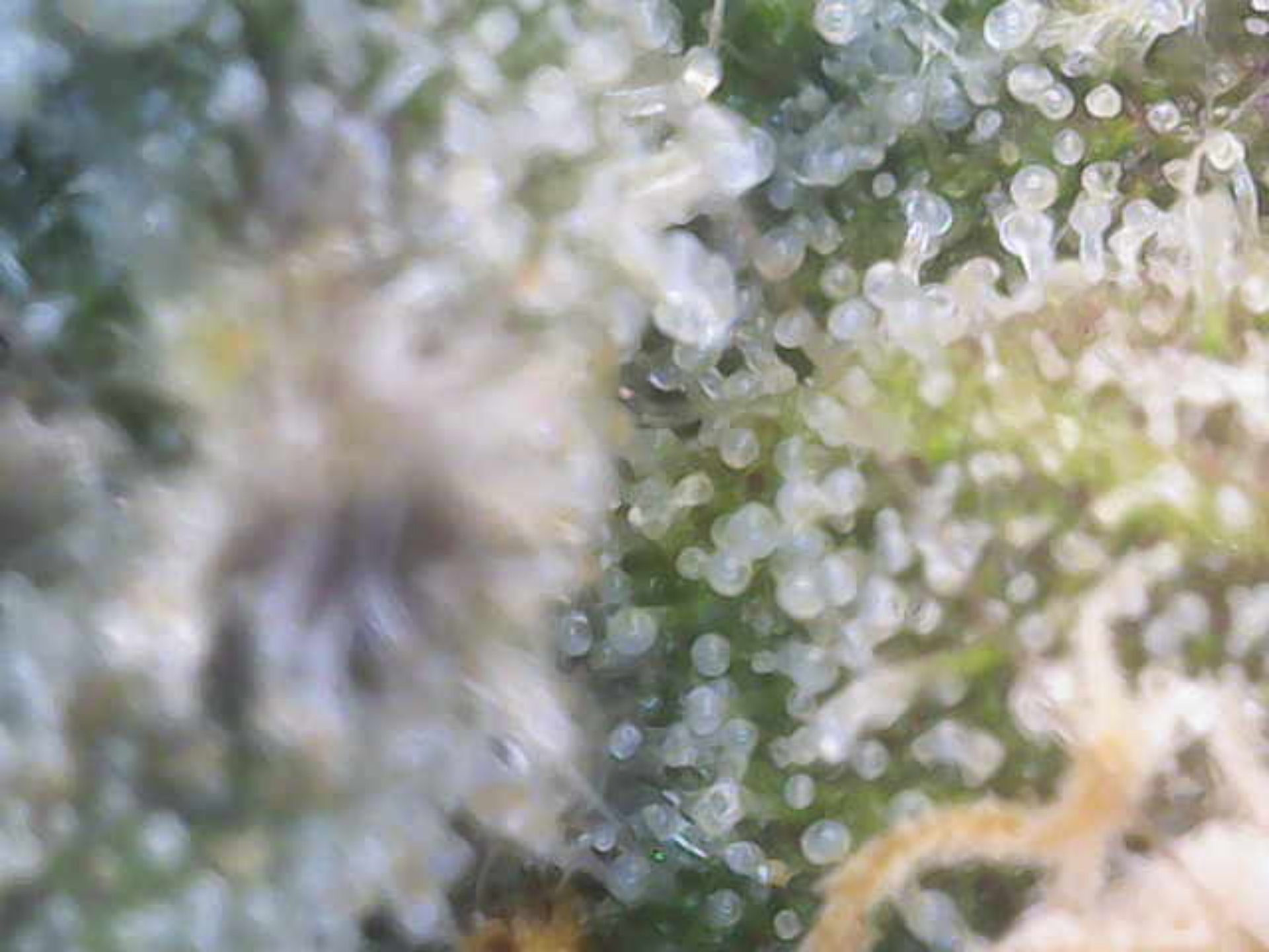 Cloning around? — flower, day 95