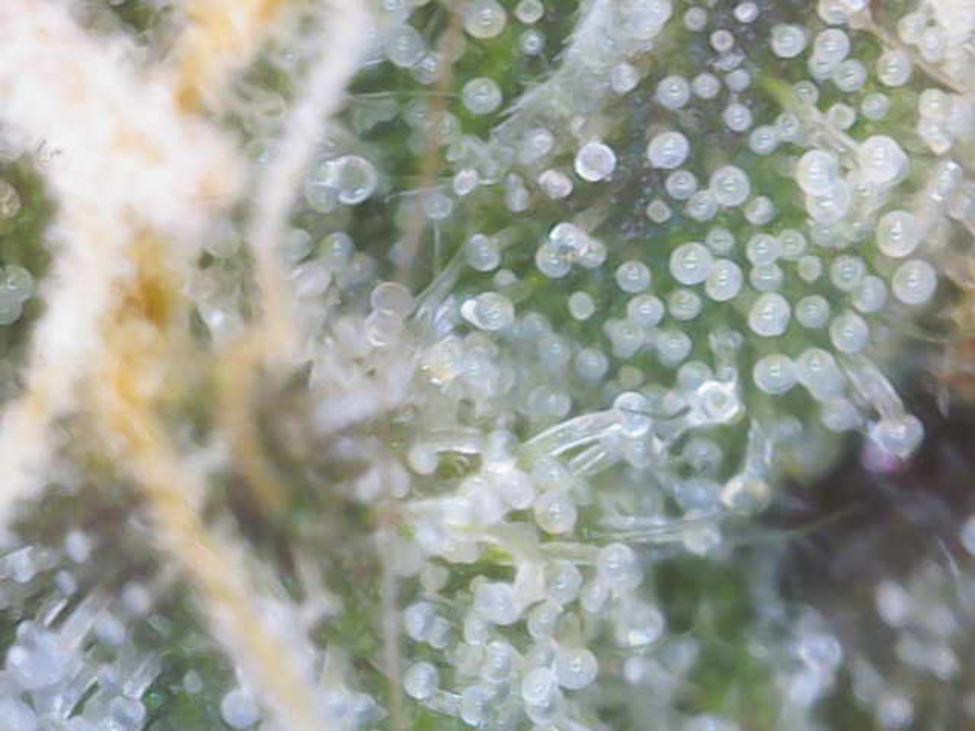 Cloning around? — flower, day 95