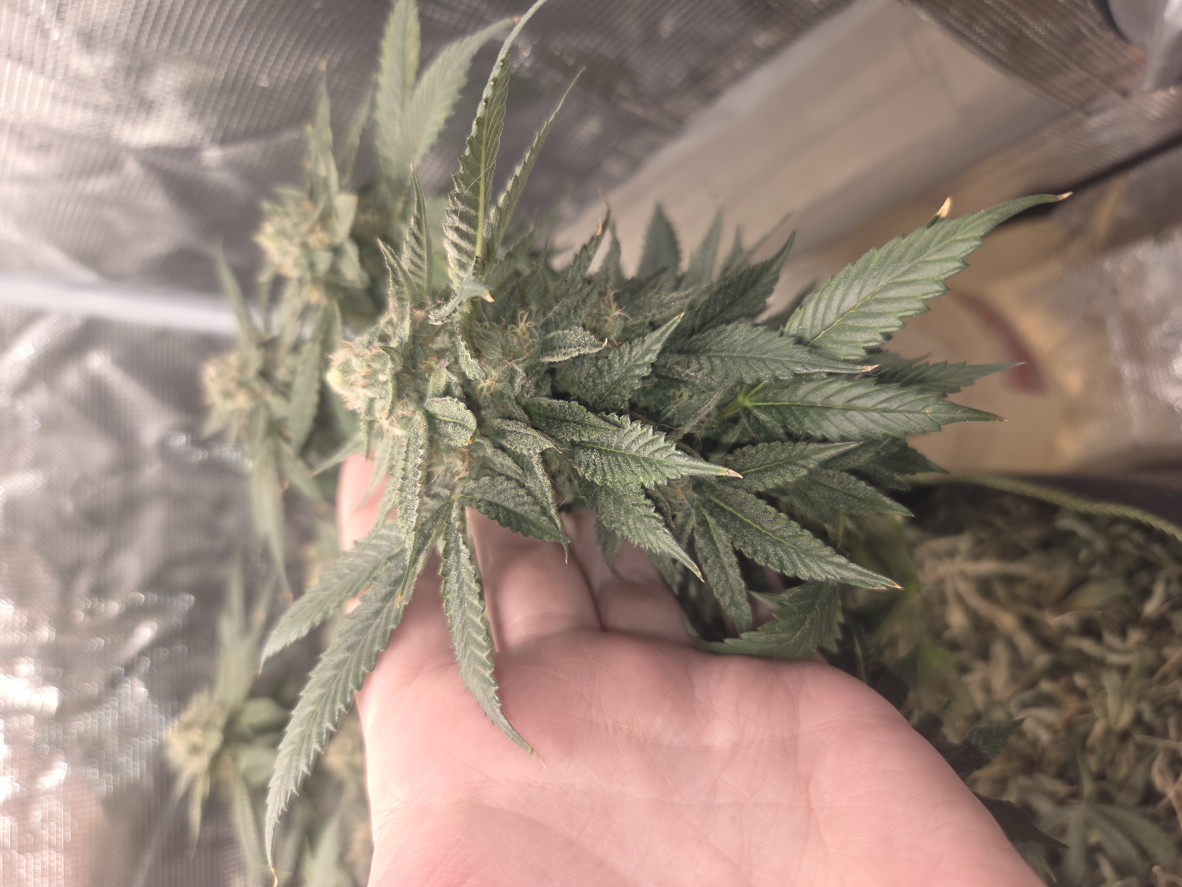 Cloning around? — flower, day 97