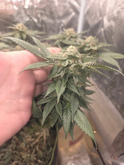 Cloning around? — flower, day 97