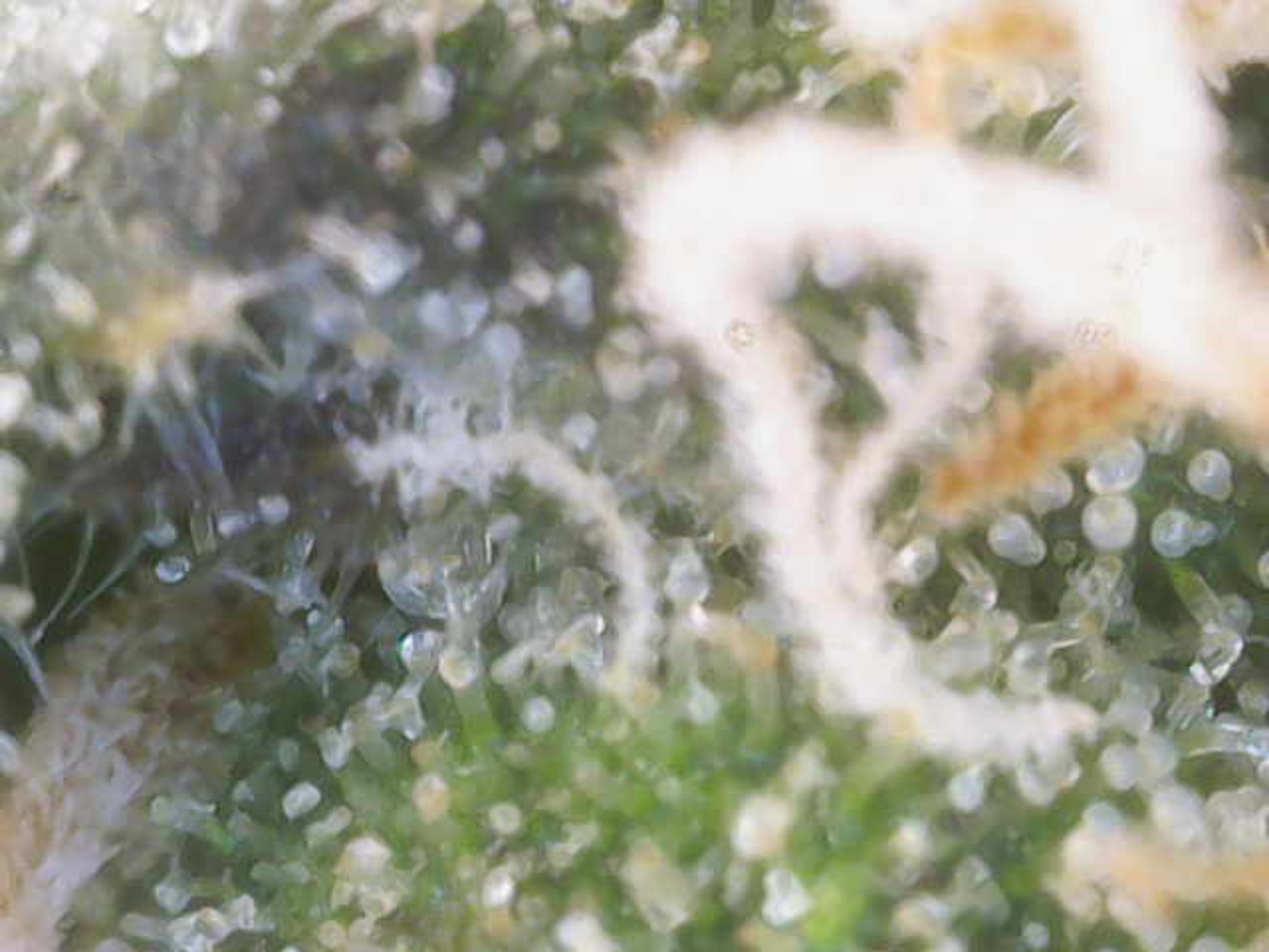 Cloning around? — flower, day 97