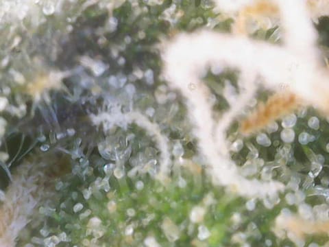 Cloning around? — flower, day 97