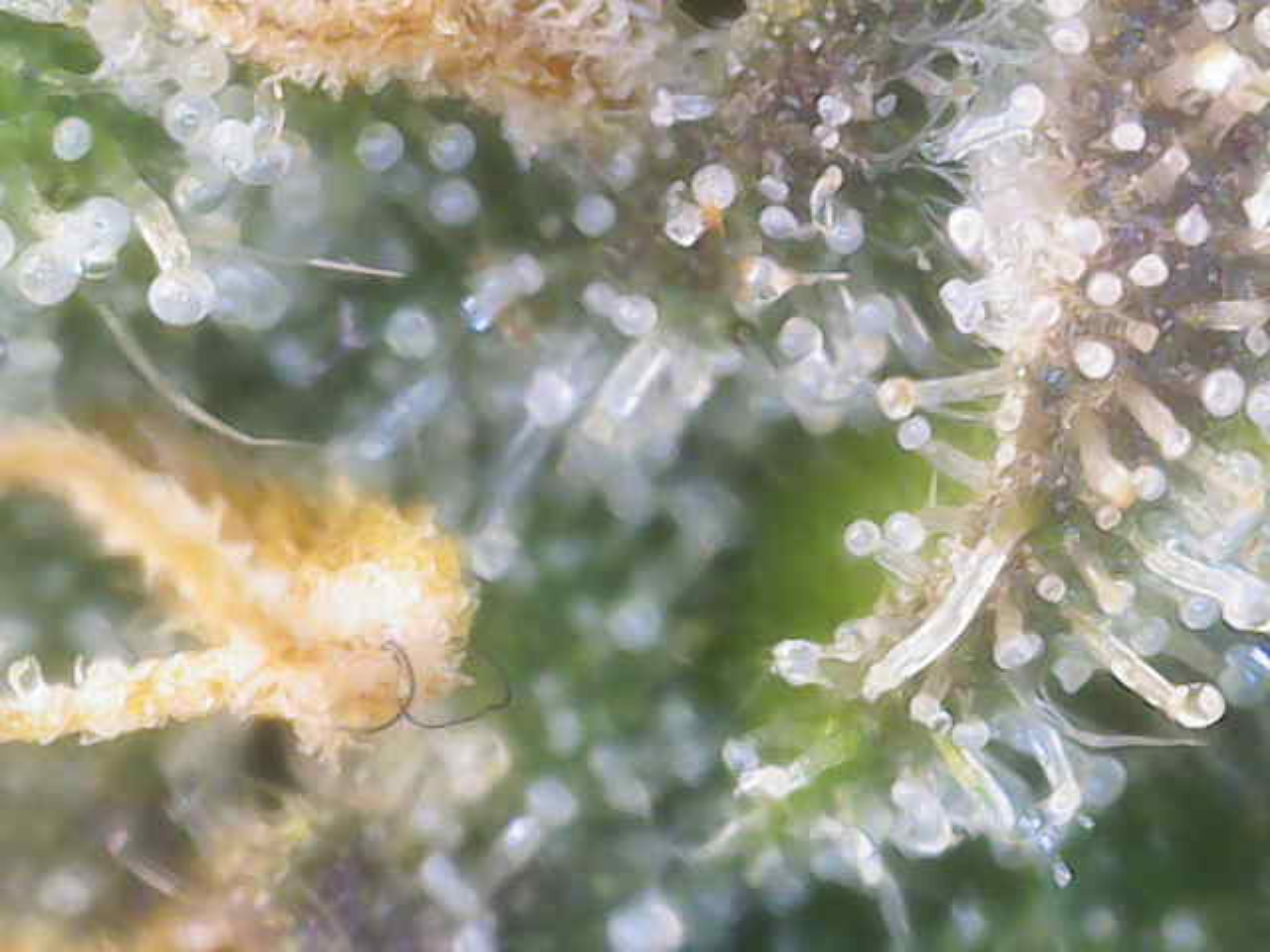 Cloning around? — flower, day 97