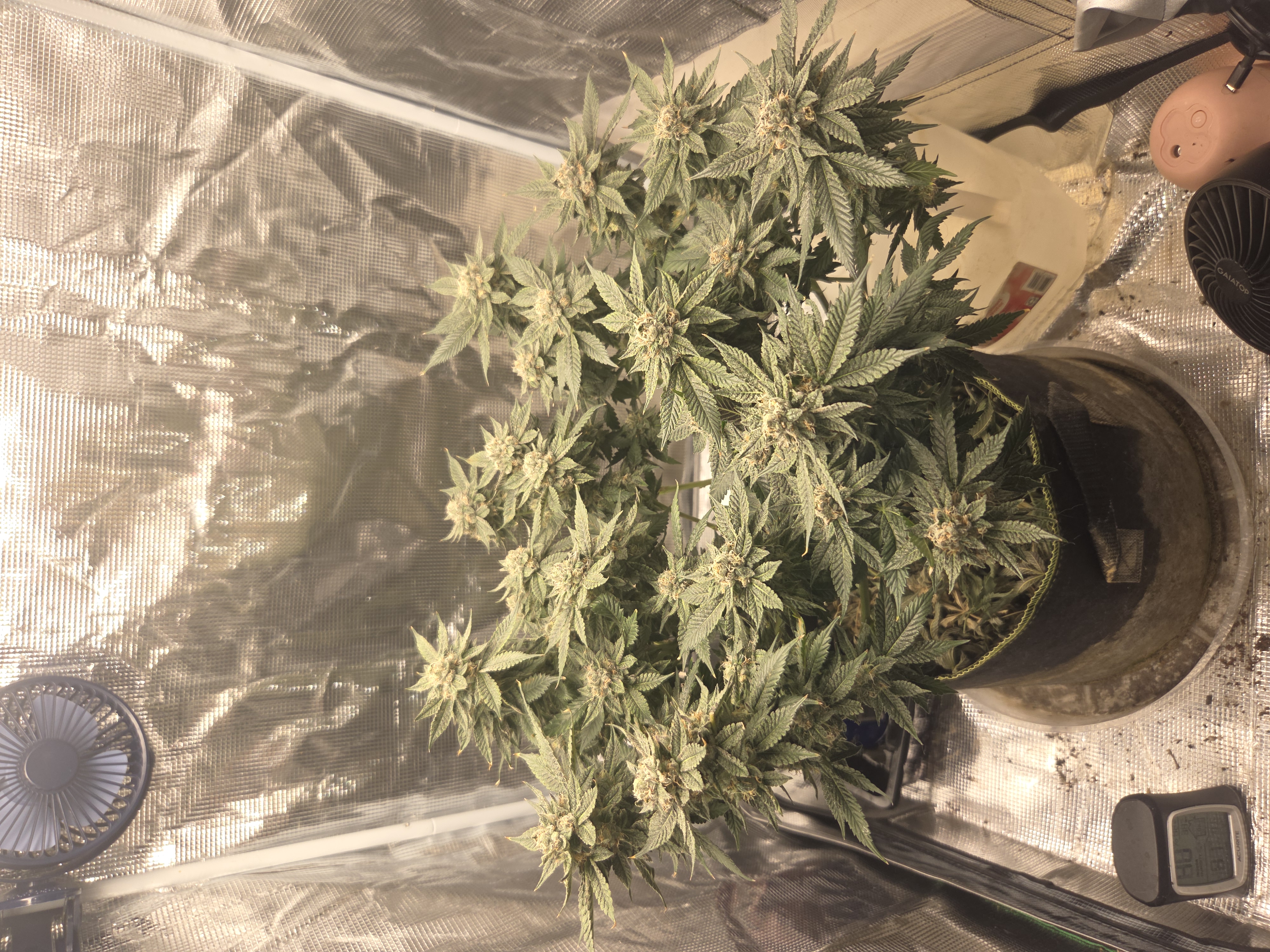 Cloning around? — flower, day 99
