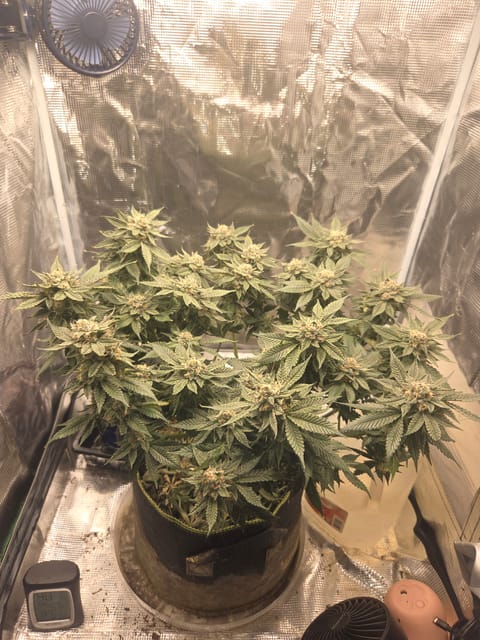 Cloning around? — flower, day 99