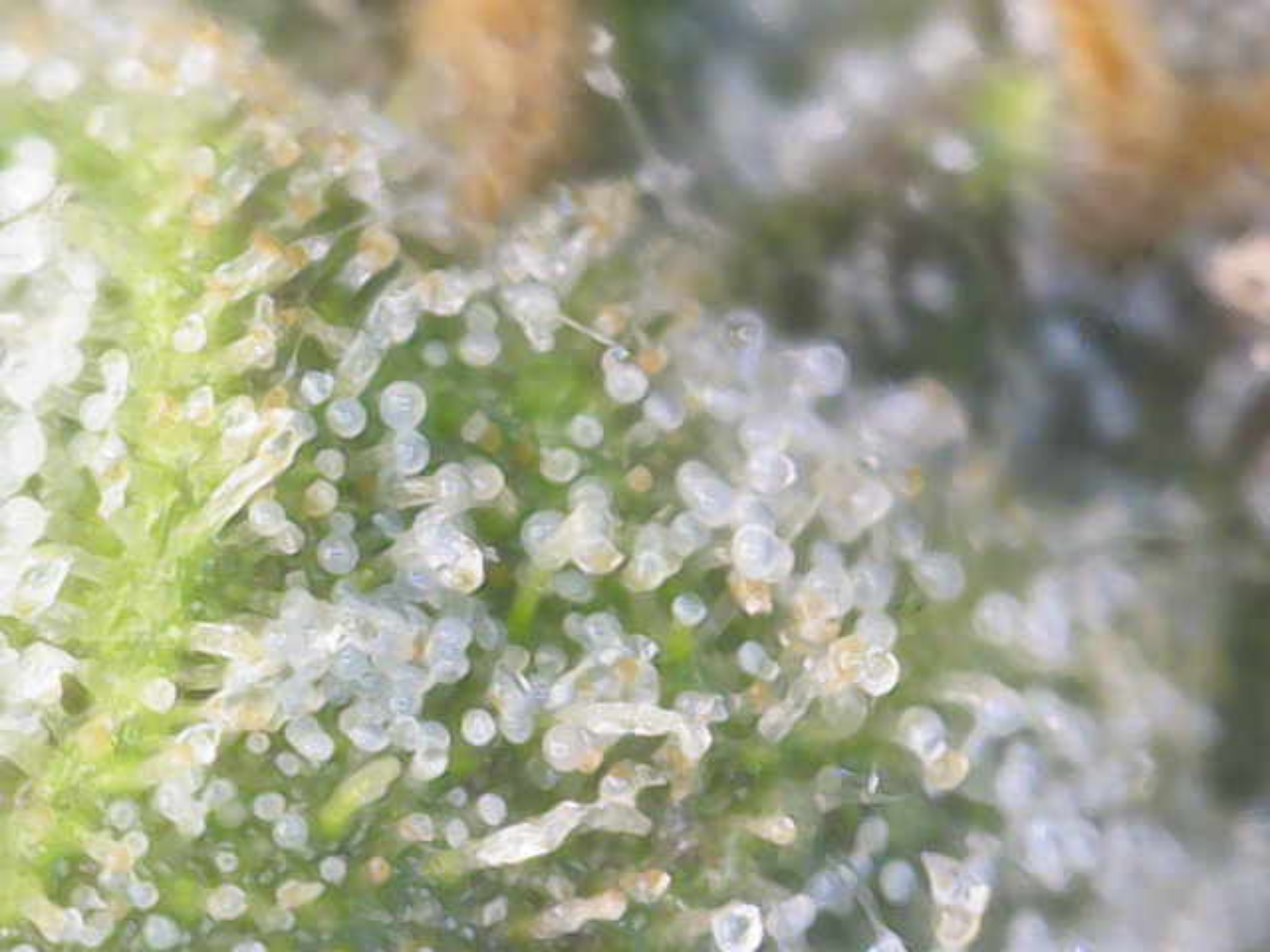 Cloning around? — flower, day 99