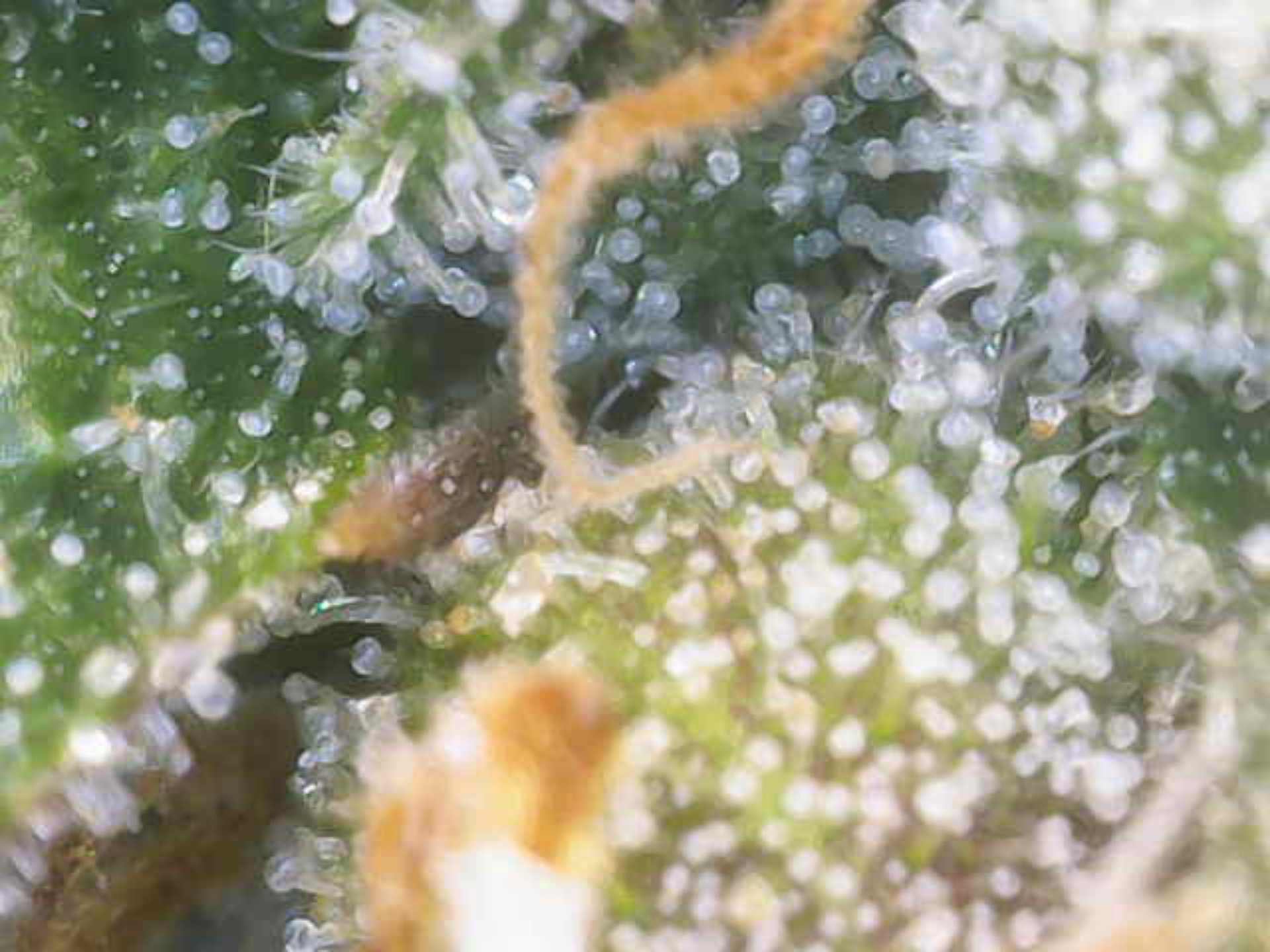 Cloning around? — flower, day 99