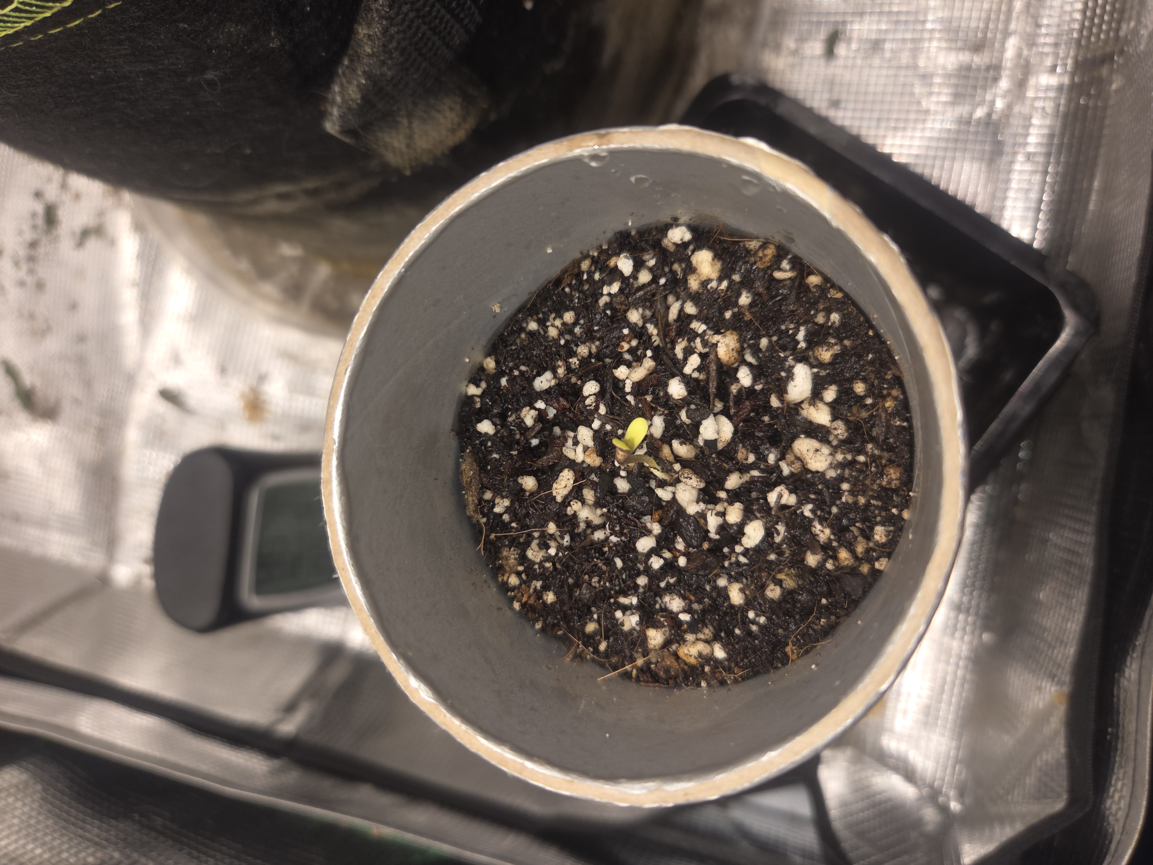 Experiment Time — germination, day 5