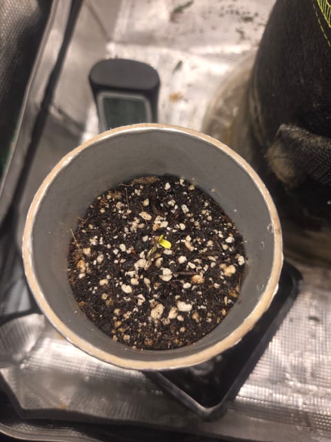 Experiment Time — germination, day 5