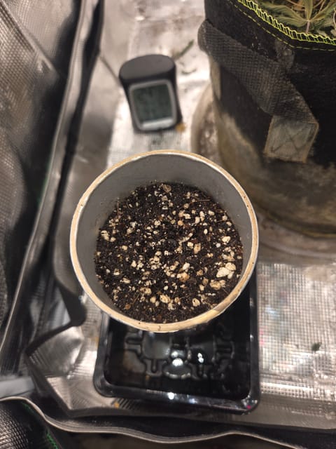 Experiment Time — grow_setup, day 1