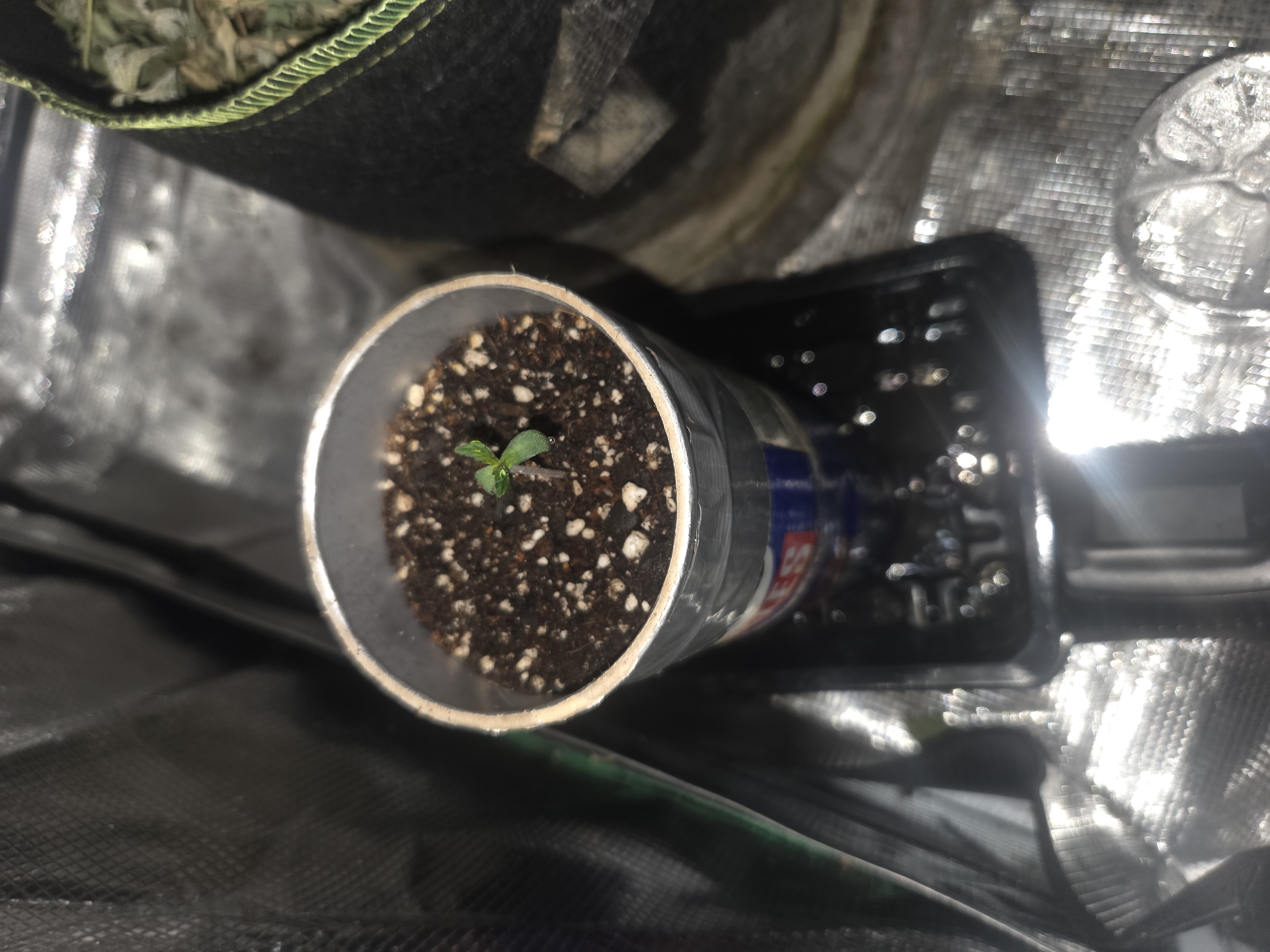 Experiment Time — seedling_rooting, day 8