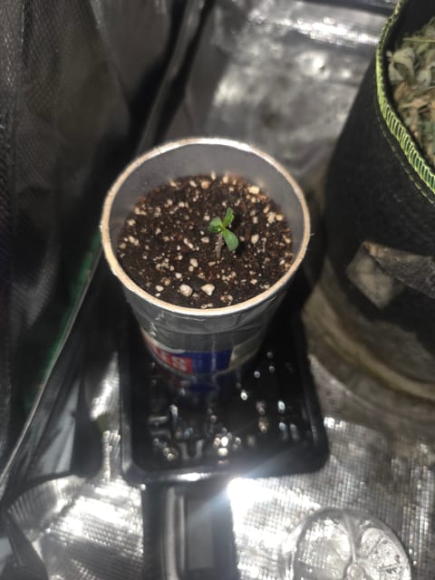 Experiment Time — seedling_rooting, day 8