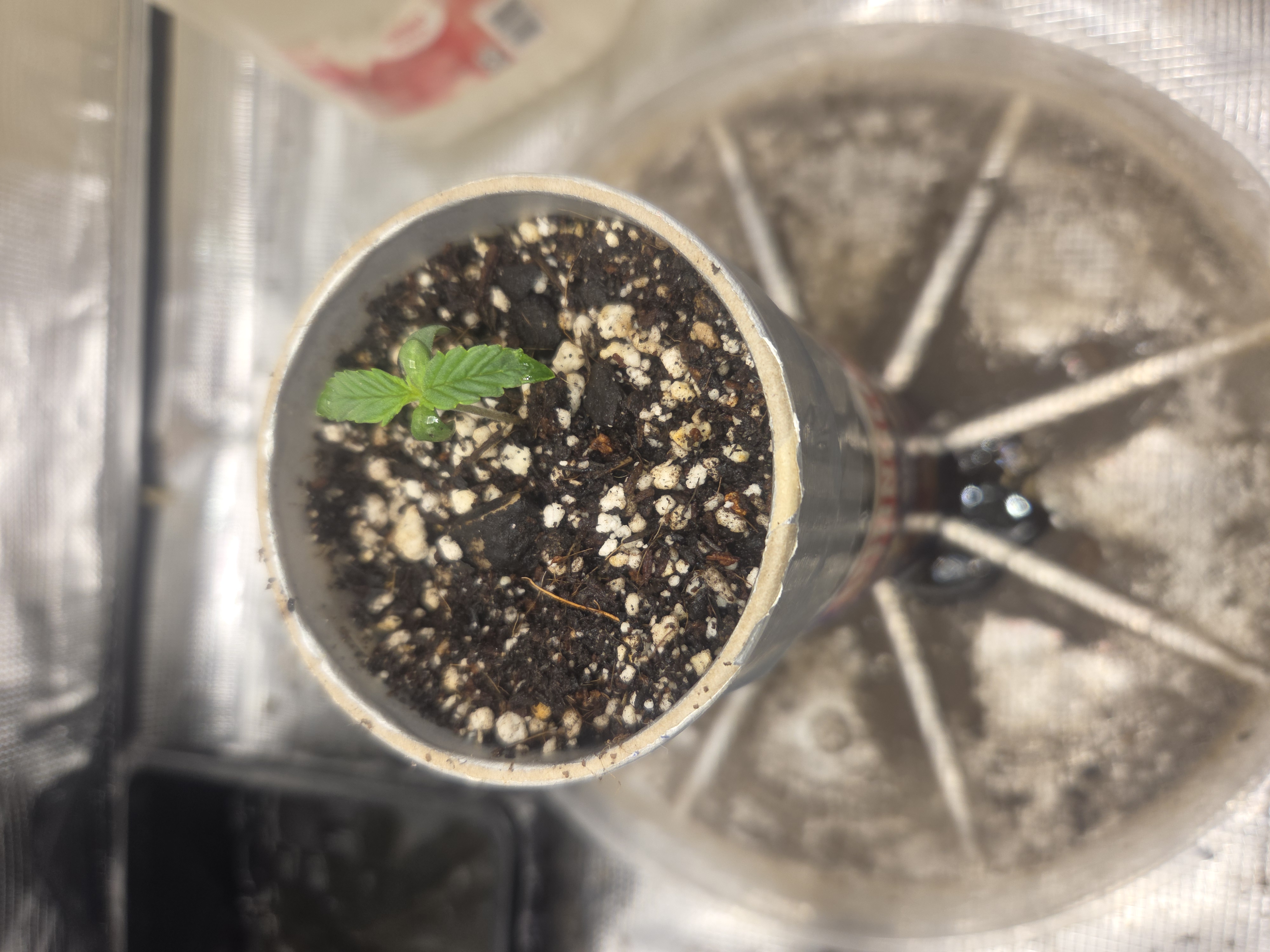 Experiment Time — seedling_rooting, day 10